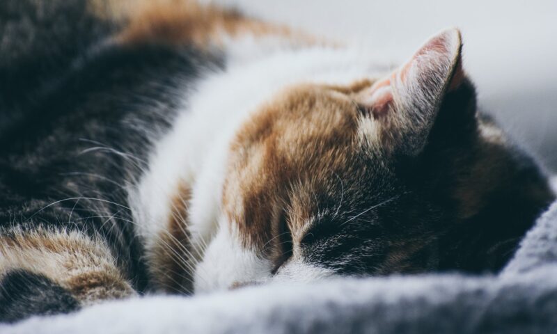 close up photography of sleeping cat